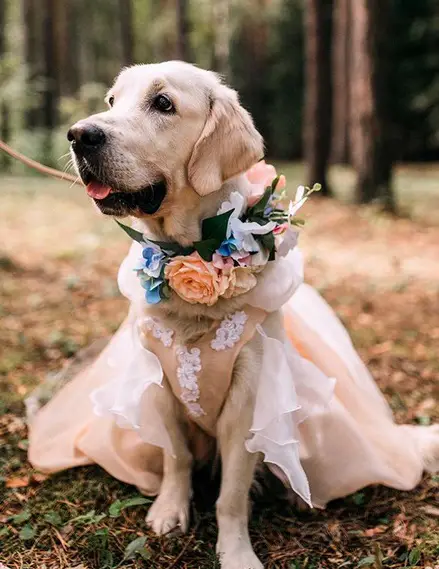 Golden Retriever wearing a dress with flowers around its neck while sitting on the grass in the forest