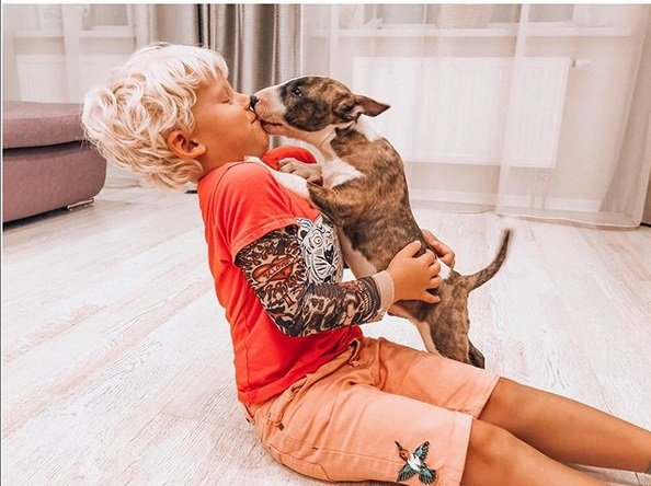 Bull Terrier puppy standing up kissing a kid sitting on the floor