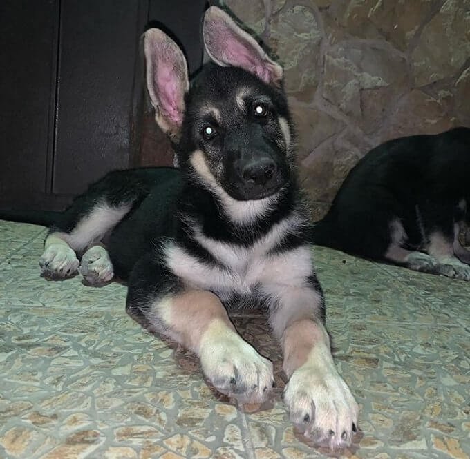Top 170 Best German Shepherd Female Dog Names The Paws
