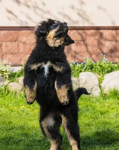 A Tibetan Mastiff puppy jumping in the yard