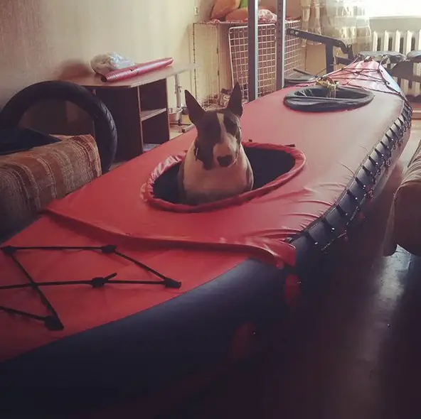 Bull Terrier inside a hole in a boat