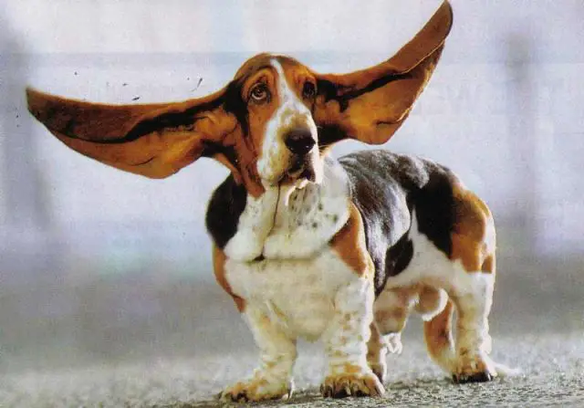 adult Best Basset Hound with its ears spread in the air