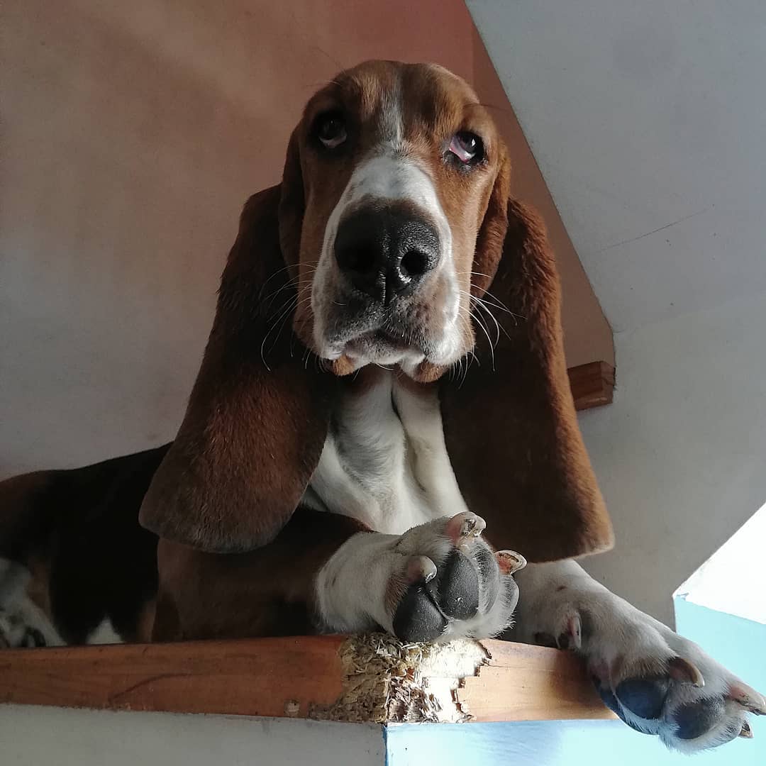 Basset Hound Dog lying down on the stairs