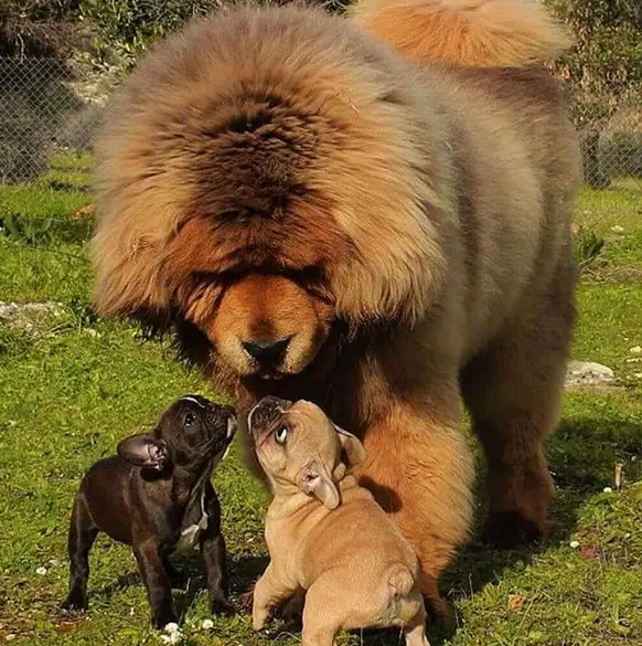 two french bulldogs looking up at a Tibetan Mastiff dog