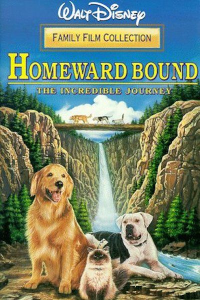 a book cover with a portrait of a Golden Retriever with another dog and a cat in the forest with title - Homeward Bound: The Incredible Journey (1992)