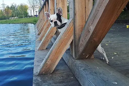 French Bulldog standing in the bridge by the lake