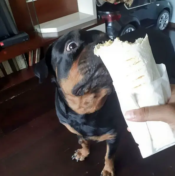 A Rottweiler standing on the floor while smelling the taco in the hand of a woman