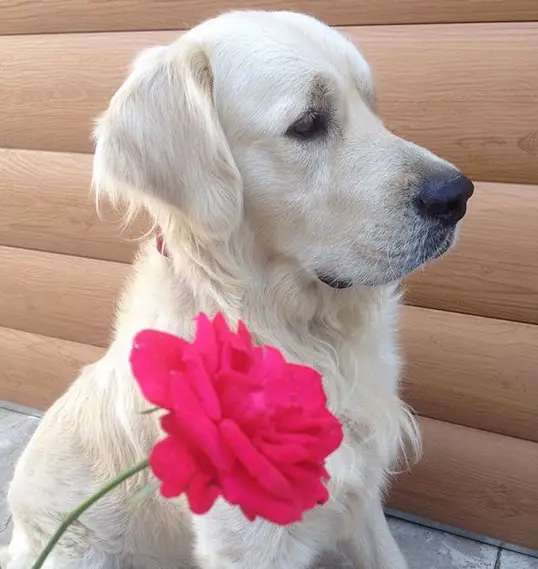 Golden Retriever sitting sideways on the floor with a pink rose flower in front of him