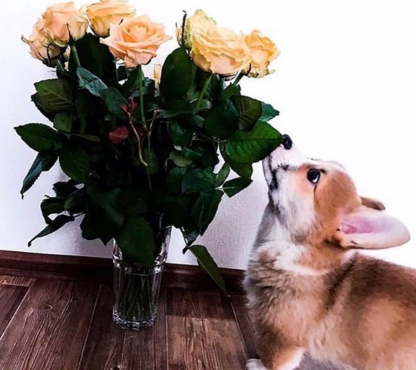 Corgi puppy standing on the floor while smelling the flowers in a vase in front of him
