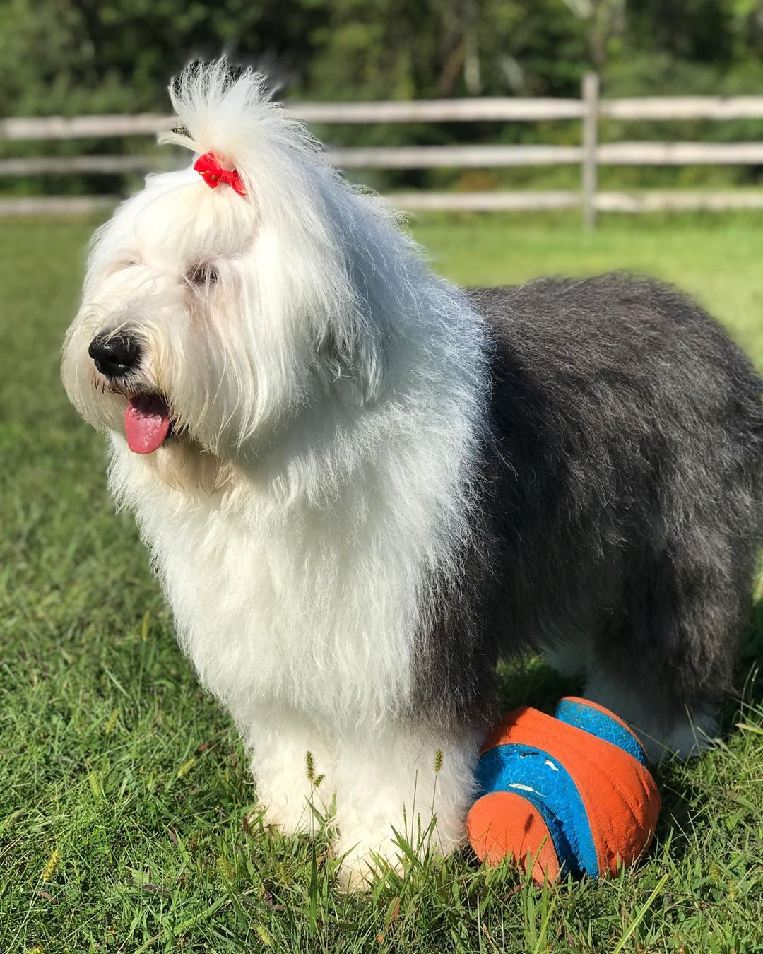 A Old English Sheepdog standing on the grass with its ball