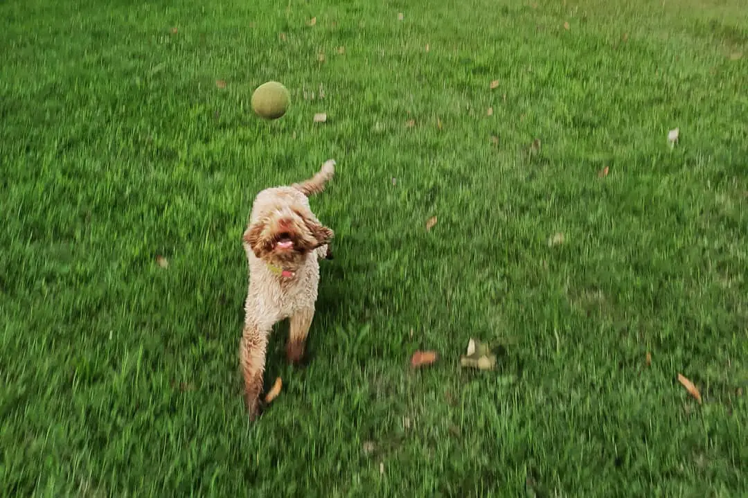 A Lagotto Romagnolo running towards the ball on top of him in the field