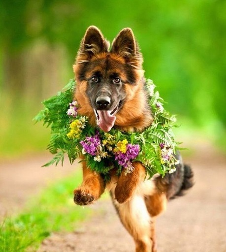 German Shepherd running while wearing flowers and leaves around its neck