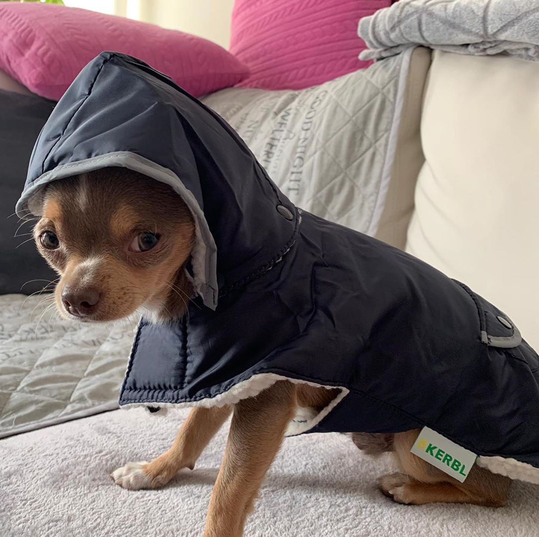 Chihuahua wearing a cute jacket