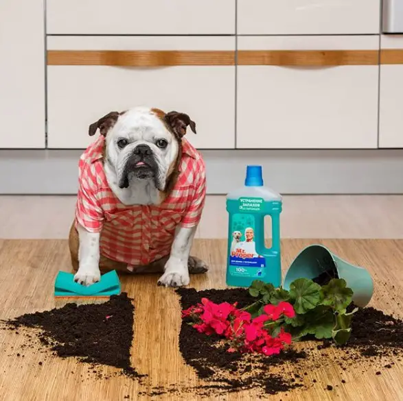 Bulldog sitting on the floor wearing a red and white polo with a towel in its paw, a bottle of cleaner by his side and a spilled potted flower in front of him