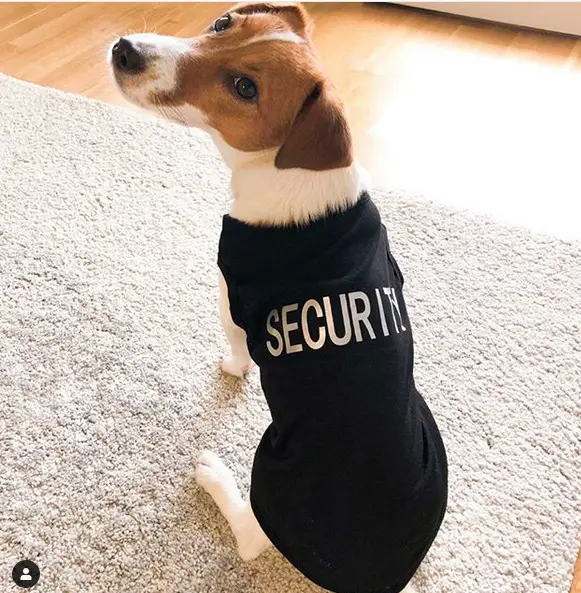 Terrier wearing a security shirt while sitting on the carpet