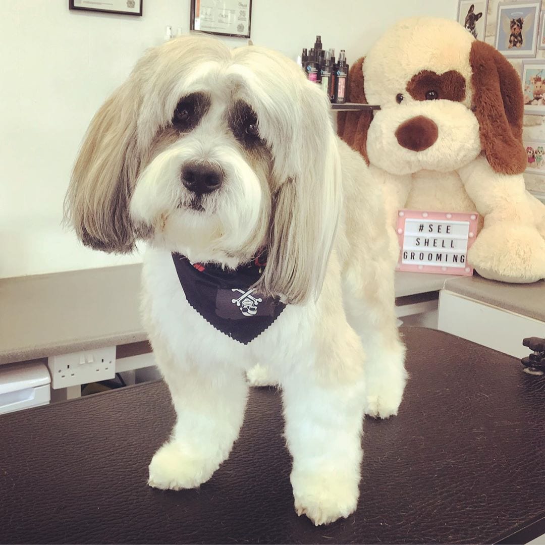 A Tibetan Terrier fresh from a haircut while standing on top of the grooming table