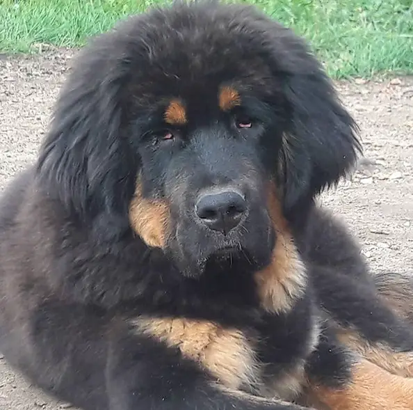 A Tibetan Mastiff lying on the ground with its tired face