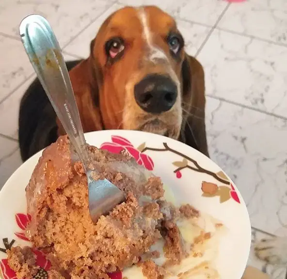Basset Hound behind the plate with food with its begging face