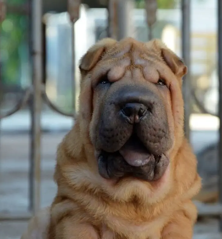 Shar-Pei in front of the gate with its mouth open