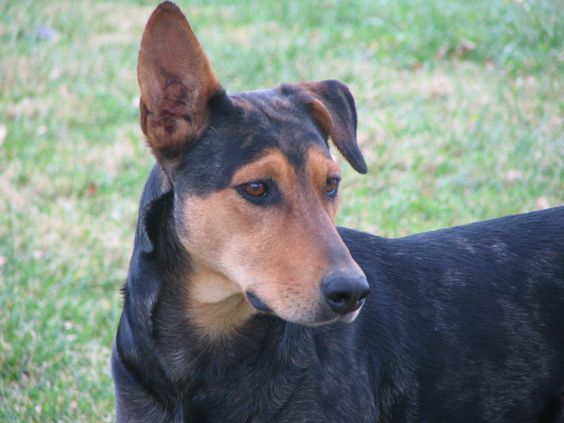 Doberman Shepherd with its one ear up, standing on the green grass while looking sideways