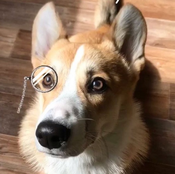 Corgi sitting on the floor photo edited with one eye glass on its right eyes