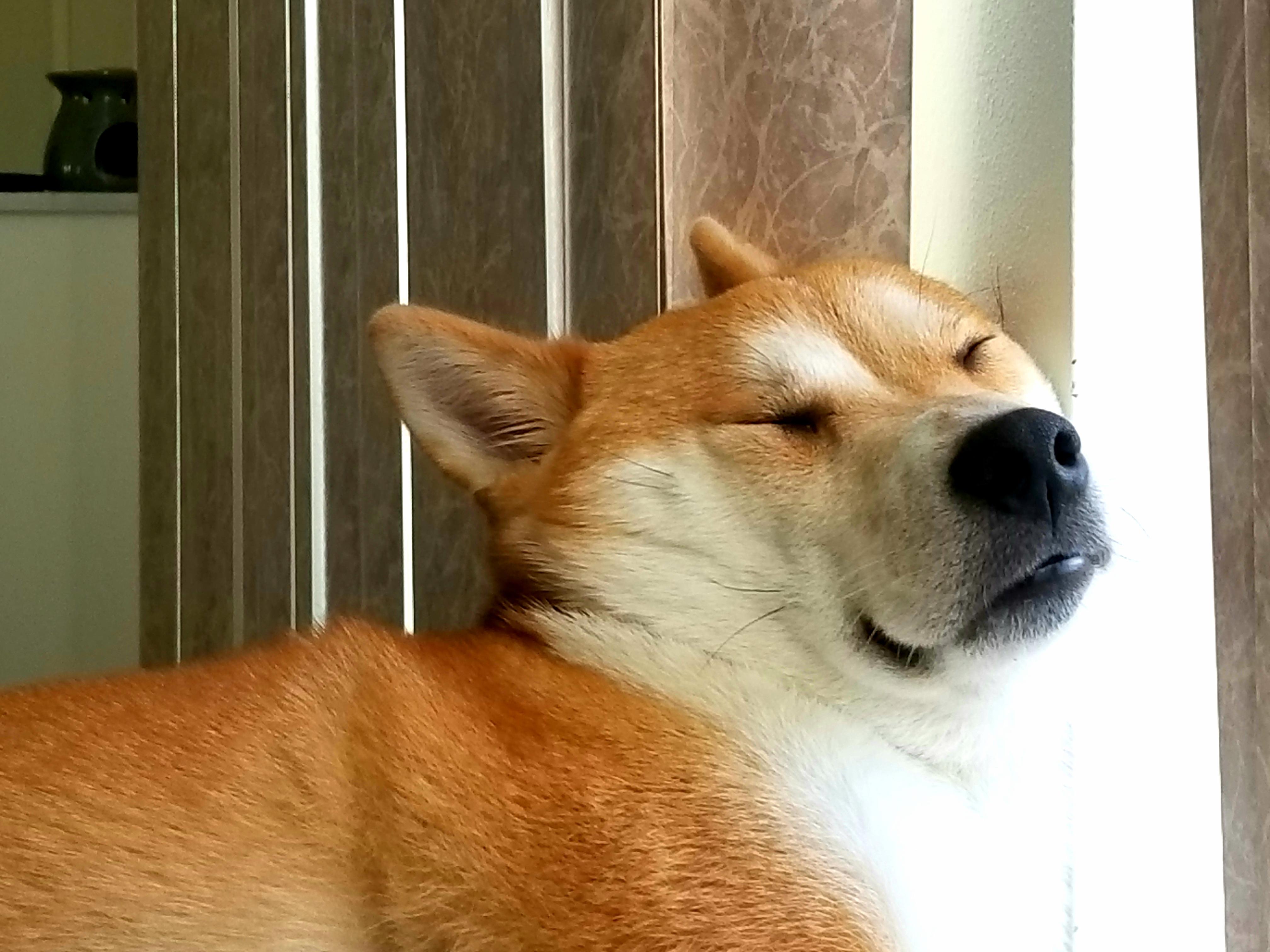 Shiba Inu leaning its face against the window while sleeping