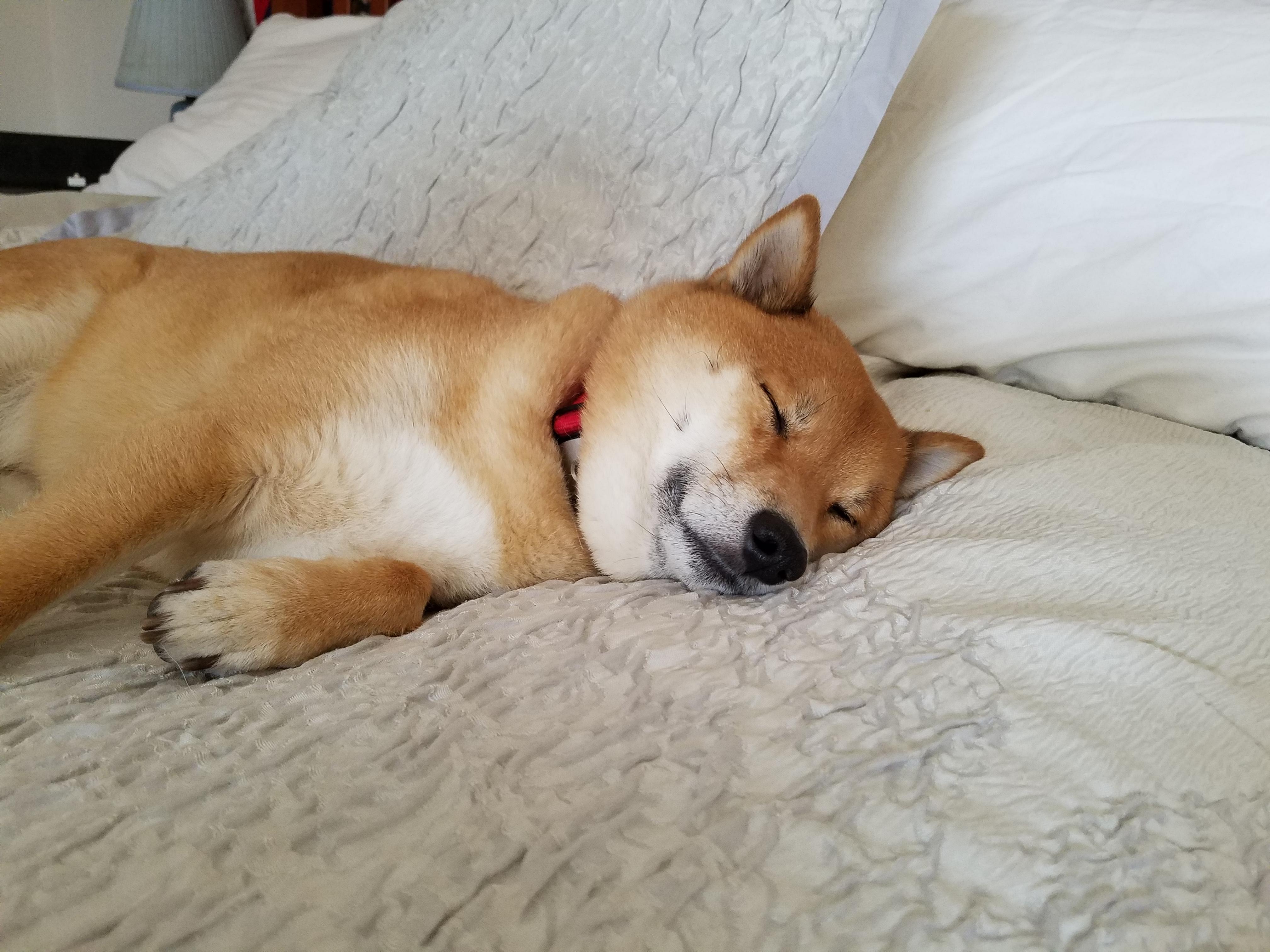 Shiba Inu lying on the bed sleeping