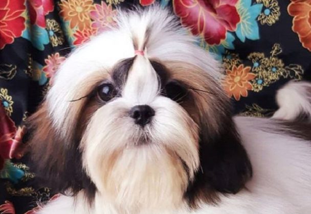 Top 100 Shih Tzu Male Dog Names The Paws
