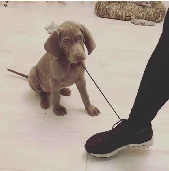 A Weimaraner puppy biting the shoe lace of a man standing in front of him