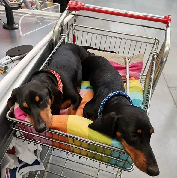 Dachshund sleeping on the shopping cart