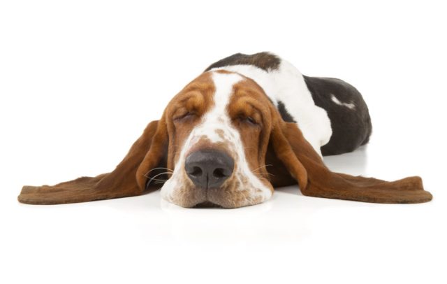 Basset Hound lying down sleeping in an isolated white background