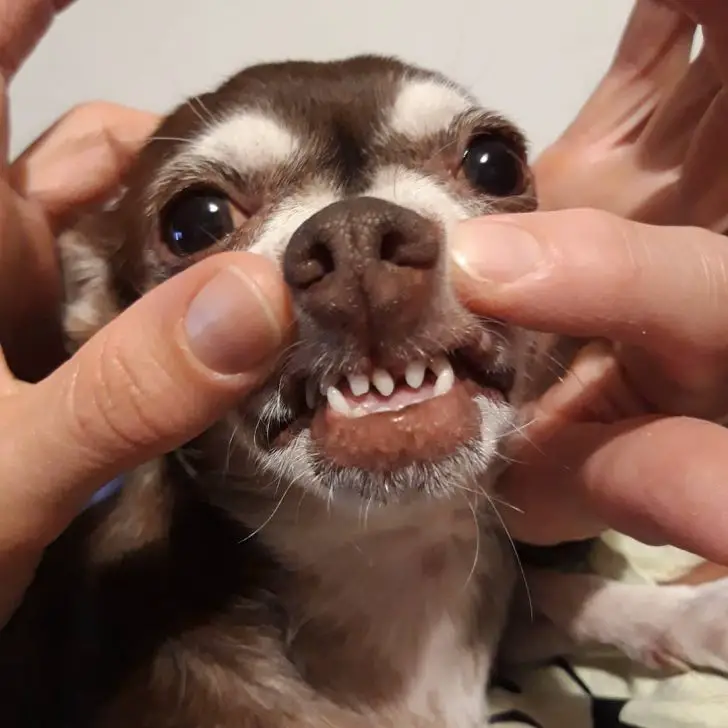 pressing the top lip of a Chihuahua to show its teeth