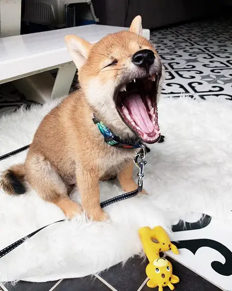 An adorable Shiba Inu sitting on the carpet while yawning