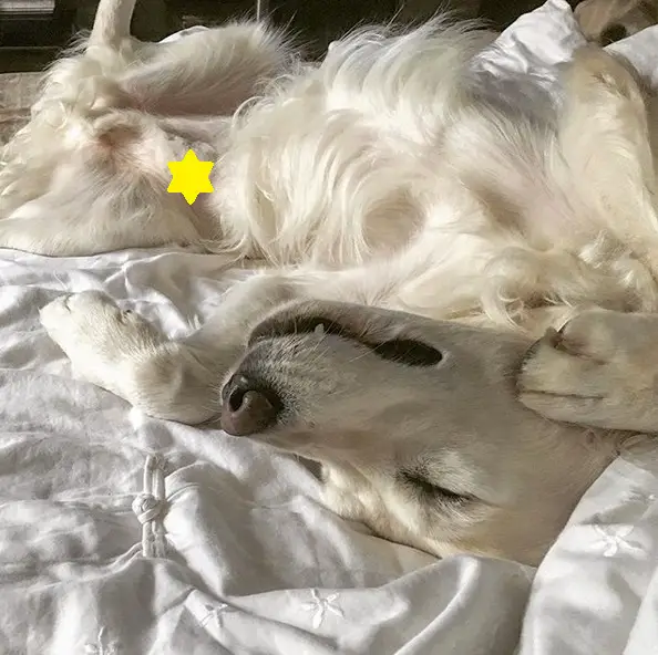 A Golden Retriever soundly sleeping on the bed