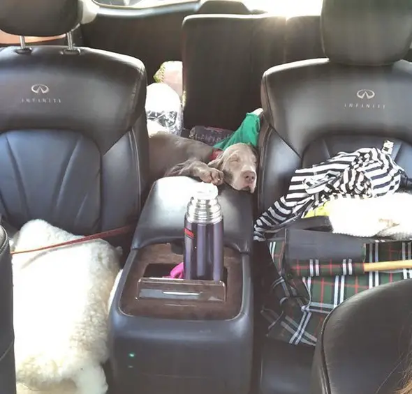 A Weimaraner puppy sleeping in the backseat
