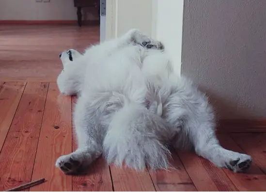 A Samoyed Dog lying on its back while sleeping on the floor