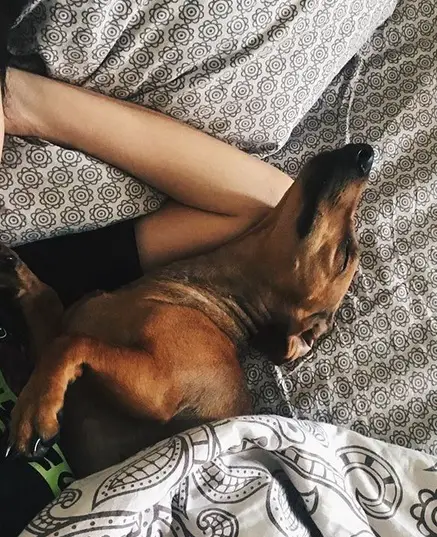 Dachshund lying on the bed beside its owner