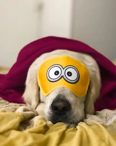 Golden Retriever lying down on the bed while wearing an eye cover while its bother its covered with blanket