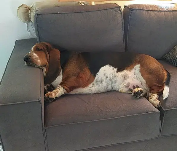 Basset Hound sleeping on the couch
