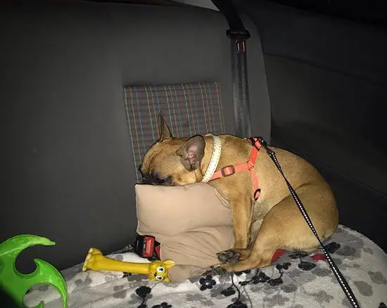 French Bulldog sleeping on the backseat inside the car