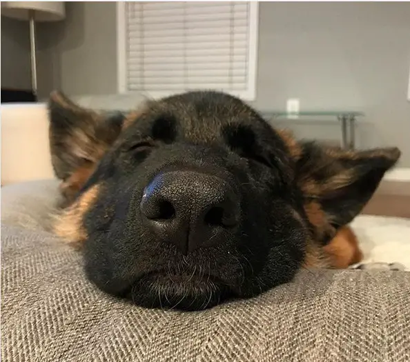 close up nose of a German Shepherd while sleeping on the couch