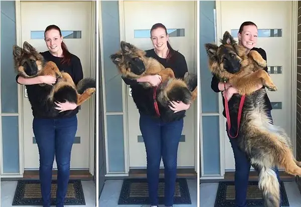 collage photo of a German Shepherd holding her German Shepherd from puppy to adult
