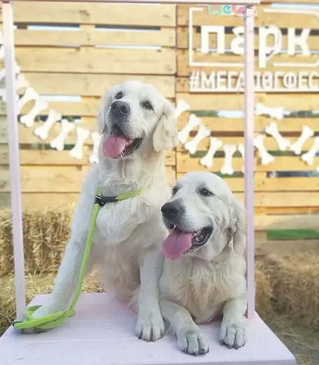 two Golden Retrievers on top of the table with their tongues out