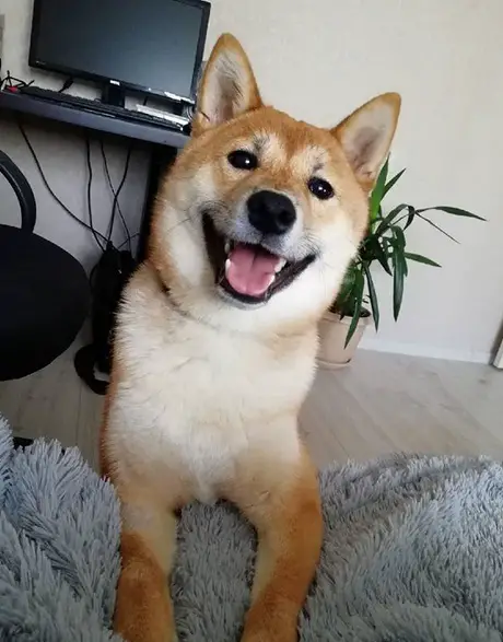 A Shiba Inu standing up leaning towards the bed while smiling