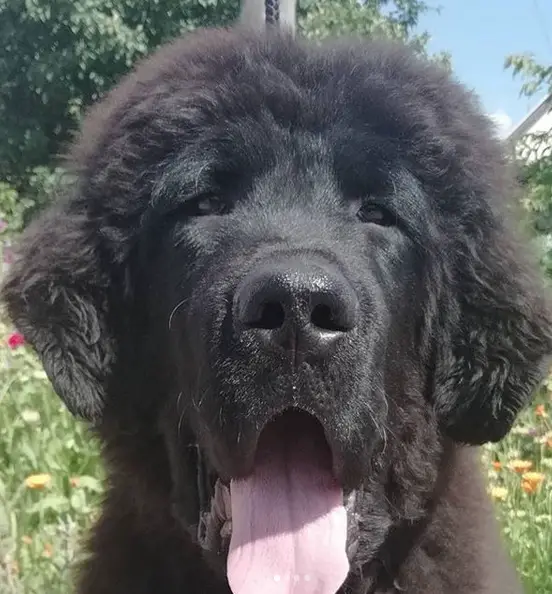 head of a Tibetan Mastiff with its mouth open and tongue out while under the sun in the garden