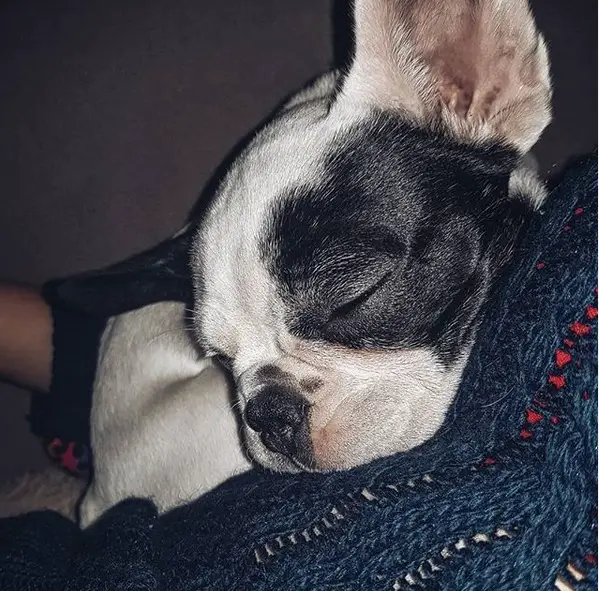 French Bulldog puppy sleeping in the arms of a woman