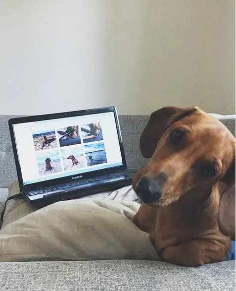 Dachshund lying on the bed in front of a laptop