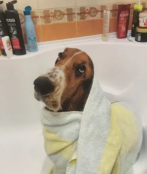 Basset Hound wrapped in towel in the bathtub