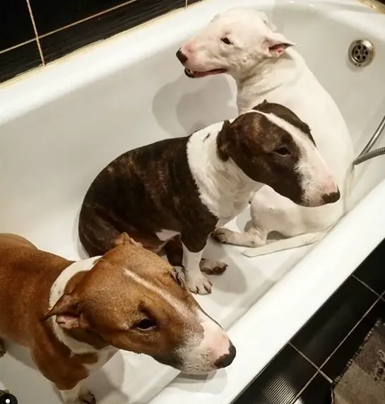 three Bull Terriers inside the bathtub