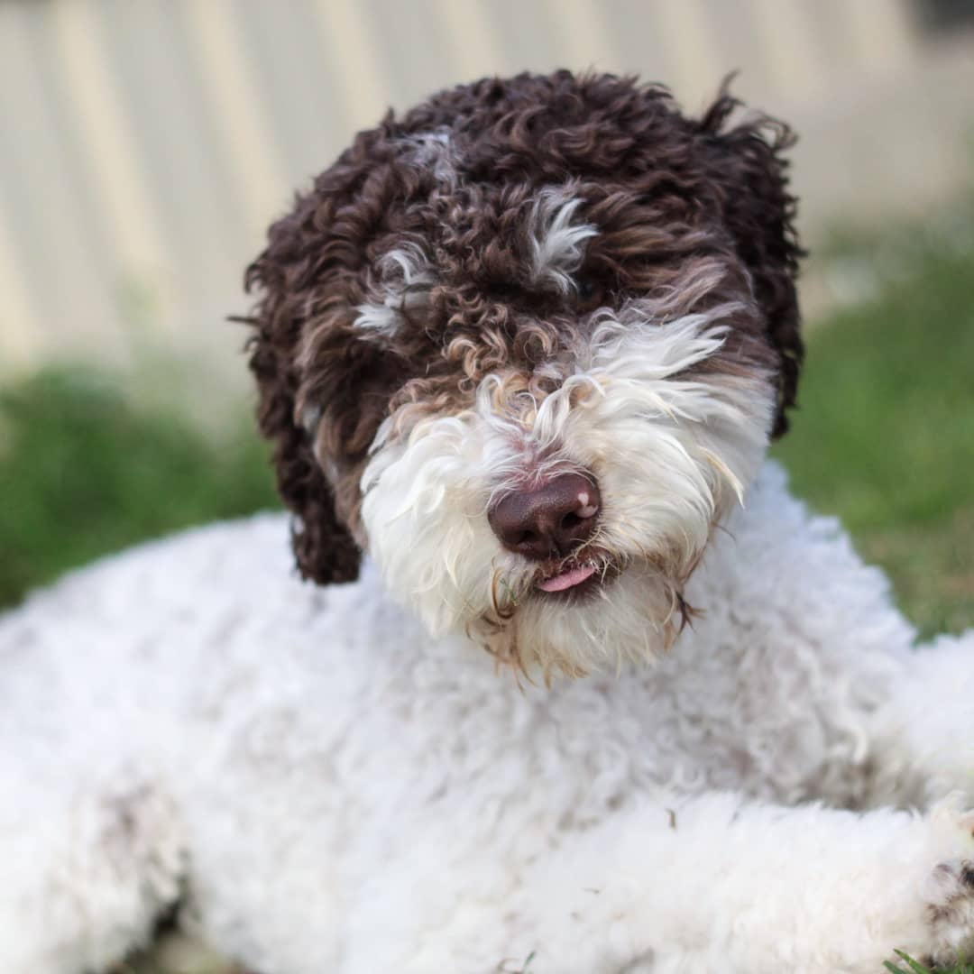 A Lagotto Romagnolo lying on the grass